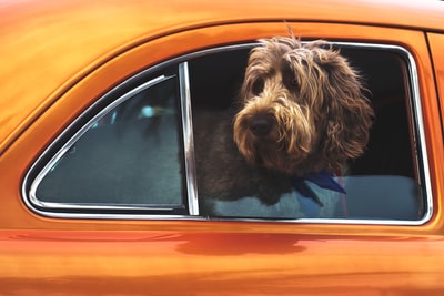 长毛棕色的狗盯着车窗